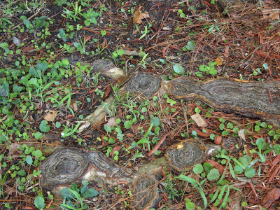 [Roots of the tree bove ground have many circular swirled sections visible among the short green weeds on the ground.]